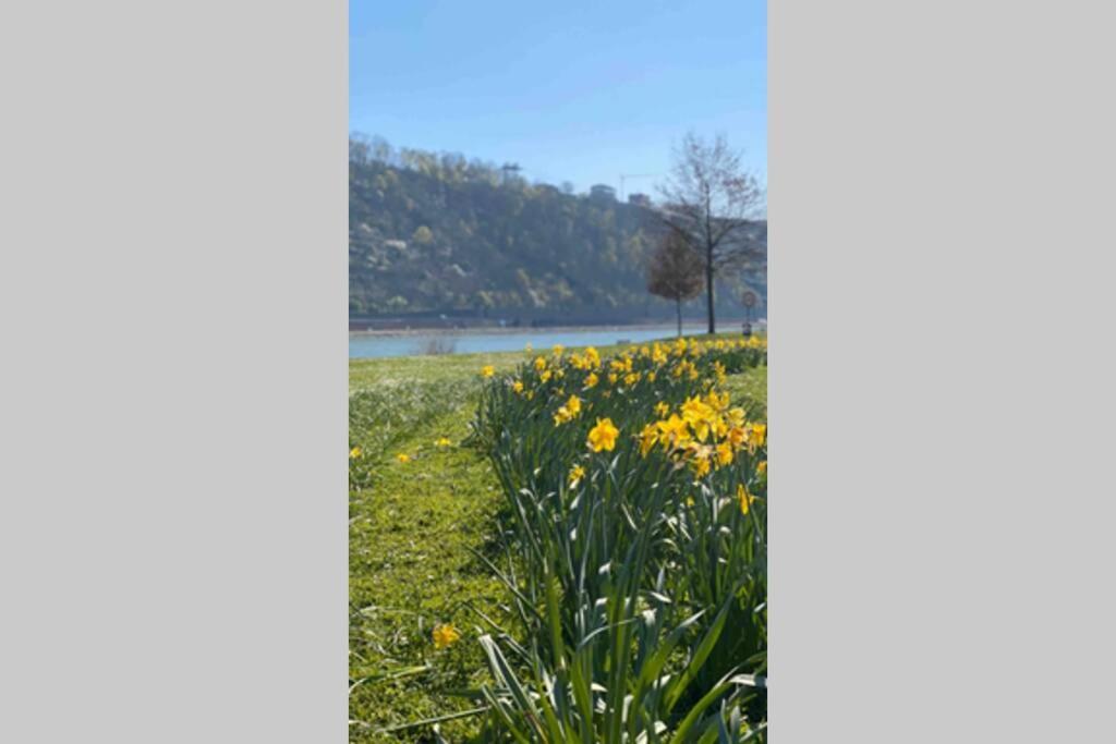 Comfortable New Apartment In #Koblenz# Direkt Am Rhein Koblenz  Exterior photo